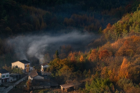风光-晨雾-秋色-树-树林 图片素材