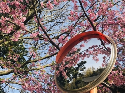 春天-樱花-满开-日本-旅行 图片素材