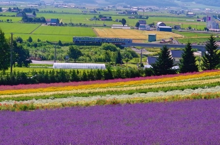 旅行-日本-北海道-农田-风景 图片素材