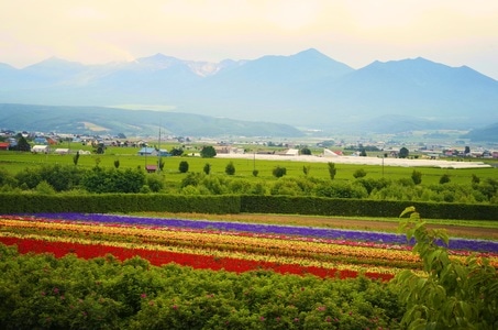 旅行-日本-北海道-风景-花 图片素材