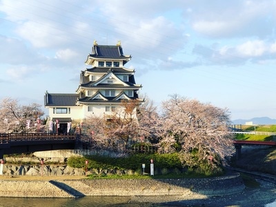 旅行-日本-满开-樱花-春天 图片素材