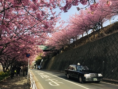 春天-樱花-满开-日本-旅行 图片素材