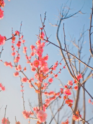 梅花-花-植物-花-植物 图片素材