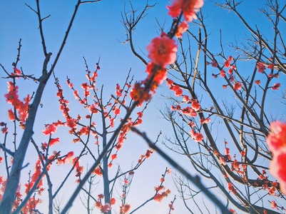 梅花-花-植物-花-植物 图片素材