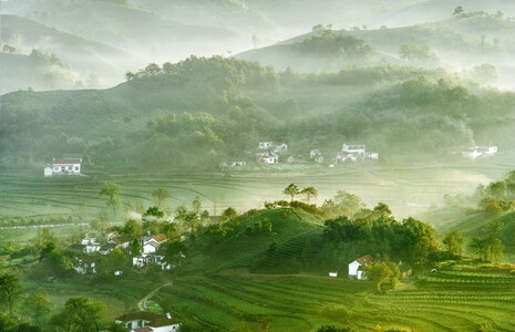 河南信阳风光-茶山风光-风光-风景-茶山 图片素材