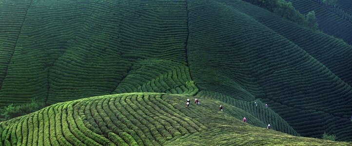 茶山风光-春季-风景-风光-自然 图片素材