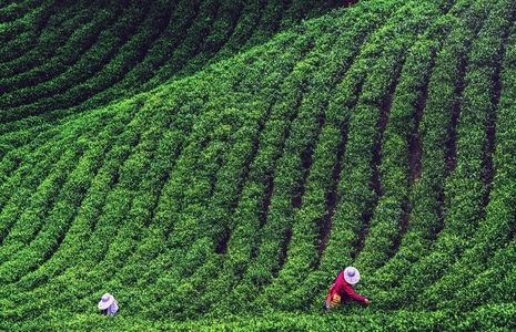 河南信阳风光-茶山风光-风景-茶园-茶山 图片素材