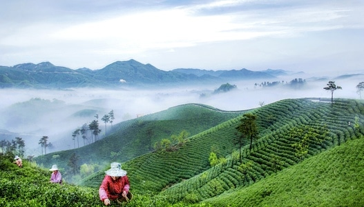 河南信阳风光-茶山风光-自然-风景-风光 图片素材