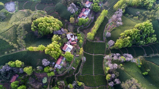 茶山-自然风光-河南信阳-茶园-茶山 图片素材