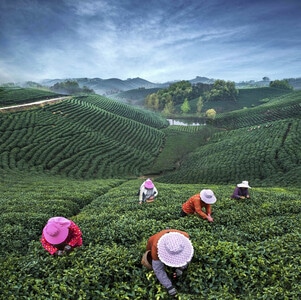 河南信阳风光-茶山风光-自然-风光-风景 图片素材