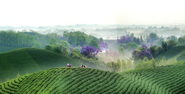河南信阳风光-茶山风光-风景-风光-茶山 图片素材