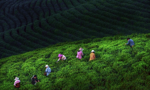 自然风光-茶山-河南信阳-男人-男性 图片素材