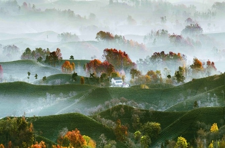 河南信阳-茶山-自然风光-茶山-丘陵 图片素材