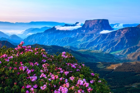 风光-桌山-杜鹃花-户外-大瓦山 图片素材