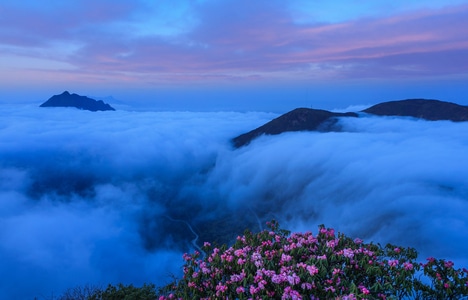 云海-春天-杜鹃花-风光-风景 图片素材