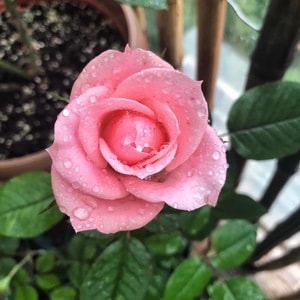 生活方式-花-植物-静物-自然 图片素材