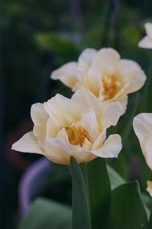 植物-春-自然-花-记录 图片素材
