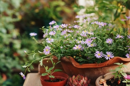 植物-花-自然-阳光-生活方式 图片素材