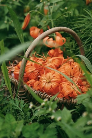 夏天-室外-植物-鲜花-清新 图片素材