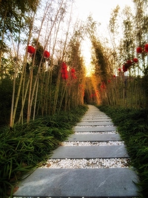 广角-竹子-夕阳-色彩-小路 图片素材
