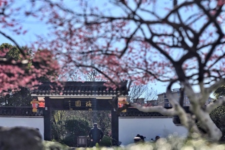 手机摄影-春天-腊梅-花卉-晴天 图片素材