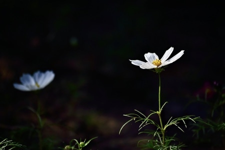 花卉-格桑花-雏菊-花-植物 图片素材