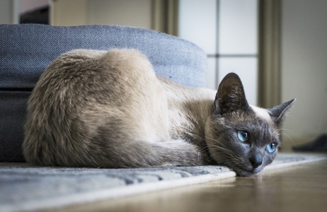 暹罗猫-猫-神秘-暹罗猫-猫 图片素材