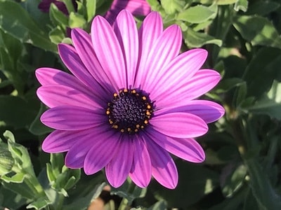 花-色彩-花-花朵-鲜花 图片素材