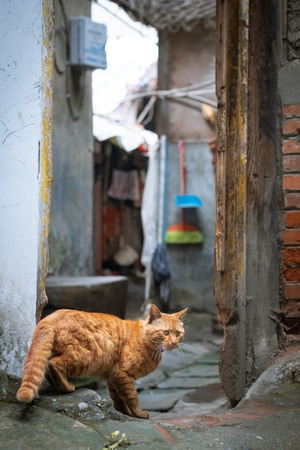 萌宠写真-富士-扫街-路过-橘猫 图片素材