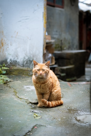 萌宠写真-富士-扫街-路过-橘猫 图片素材