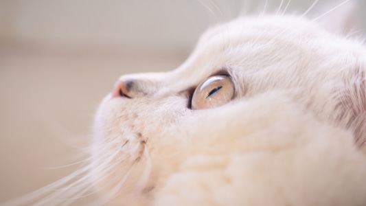 萌宠写真-富士-猫-动物-宠物 图片素材