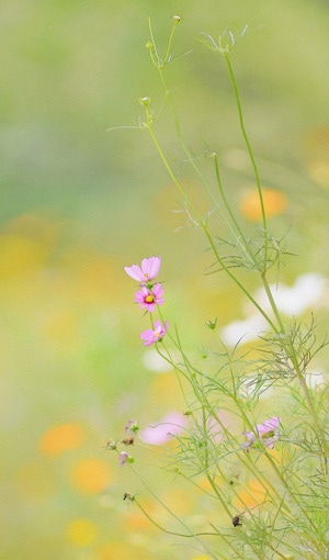 秋月半弯-生态-花卉-蝴蝶-花卉 图片素材