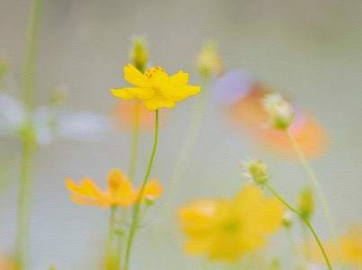 秋月半弯-生态-花卉-蝴蝶-花卉 图片素材