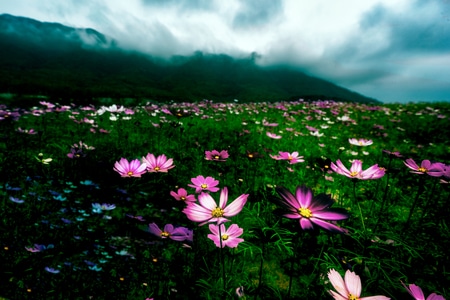 风光-云海-花海-花-花海 图片素材