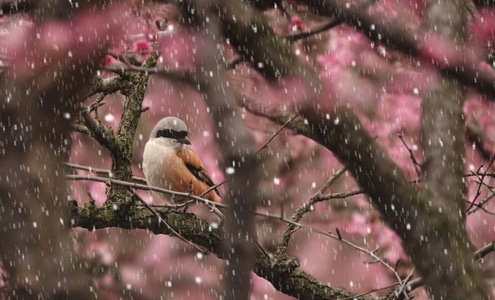 雨雪-鸟-鸟-鸟类-动物 图片素材
