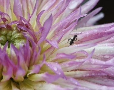 昆虫-花卉-昆虫-蚂蚁-花 图片素材