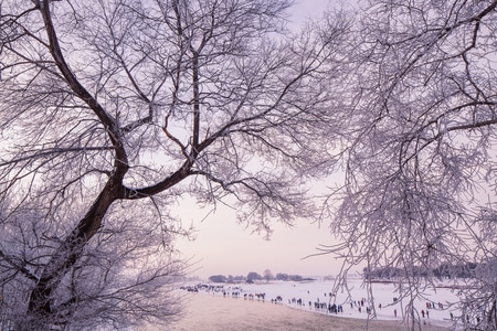 冬-雪-雾凇-东北-旅行 图片素材
