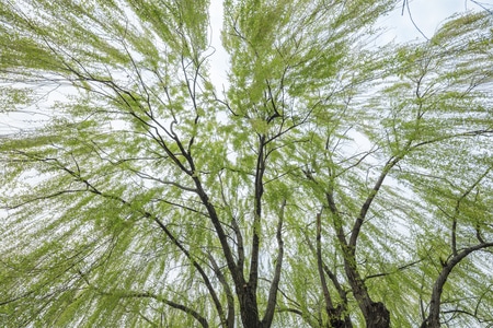 自然-植物-情绪-春天-活力 图片素材