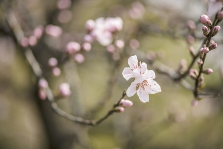 简约-极简-活力-花蕾-特写 图片素材