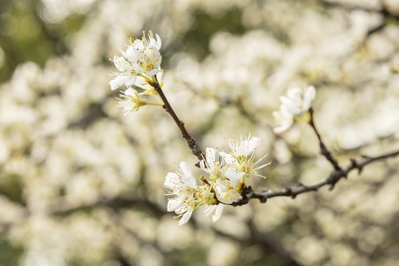 高调-树-春天-自然-植物 图片素材