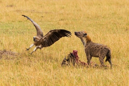 野生动物-动物-自然-肯尼亚-草原 图片素材