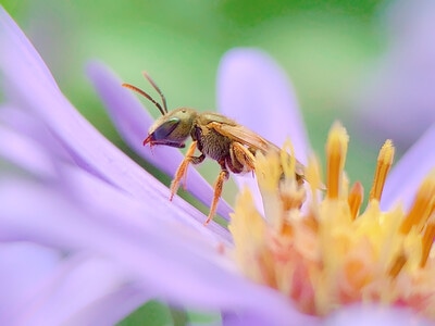 微距-蜂-花花草草-昆虫-蜂 图片素材