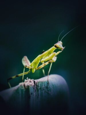 微观世界-螳螂-暗黑-螳螂-昆虫 图片素材