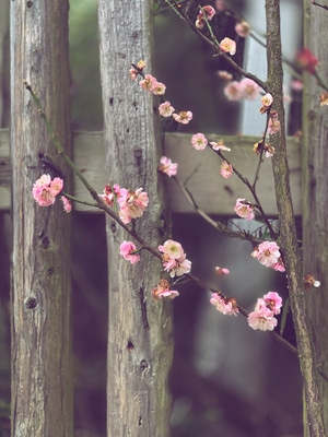 手机摄影-生活随拍-花-花朵-花卉 图片素材