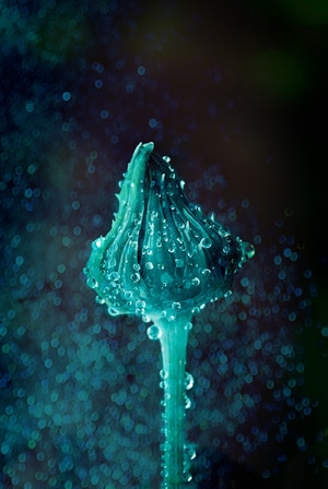 花苞-露水-暗调-花苞-露水 图片素材