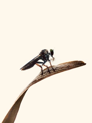 自然界-苹果-微距-昆虫-昆虫 图片素材