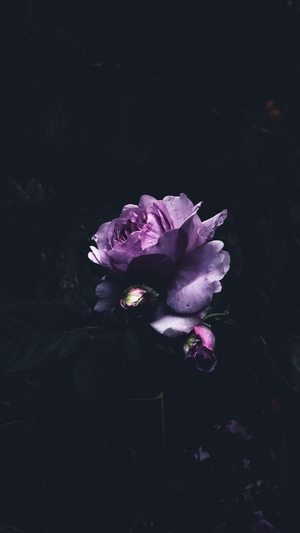 手机摄影-花花草草-花-花卉-花朵 图片素材