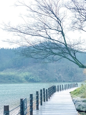 手机摄影-生活随拍-风景-树枝-山 图片素材