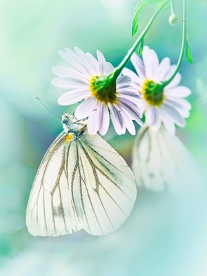 花花草草-昆虫-微距-自然界-蝴蝶 图片素材