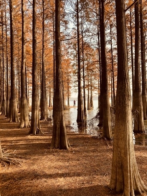 风景-树-红杉林-人像-手机摄影 图片素材